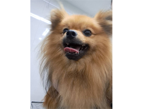 生徒が撮影したモデル犬たち♪